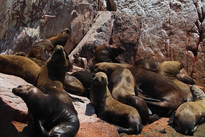 2-Hour Tour to the Ballestas Islands from Puerto San Martín - Where You Sit Matters: Left Side Views and Middle/Back Comfort