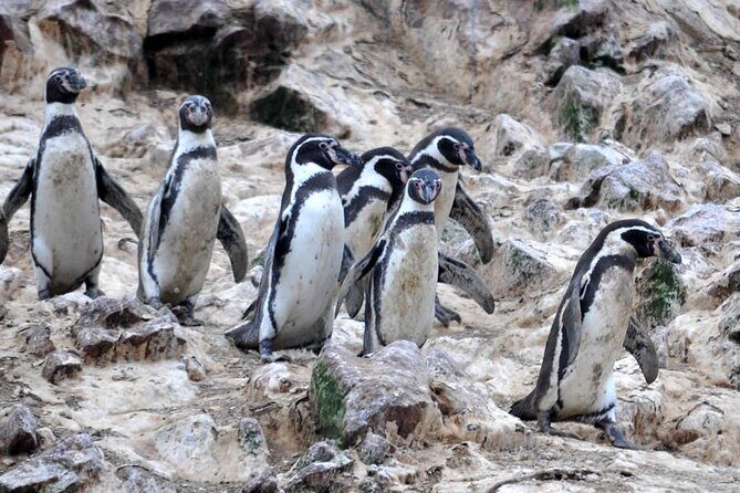 2-Hour Tour to the Ballestas Islands from Puerto San Martín - The Boat Ride Reality Check: Covered Speedboat, Bring Sunscreen