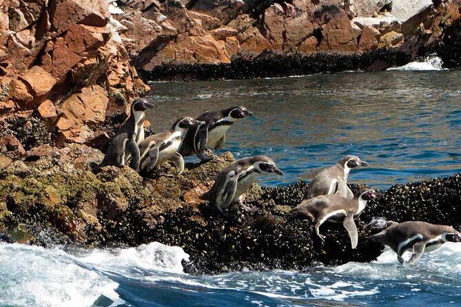 2-Hour Tour to the Ballestas Islands from Puerto San Martín - Stop 1: The Candelabra (Chandelier) on the Paracas Peninsula
