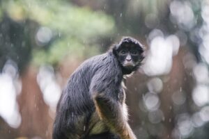 3-Day All Inclusive Guided Jungle Tour from Iquitos at Maniti Eco-Lodge - Monkey Island: monkeys up close, plus mata-mata and big snakes