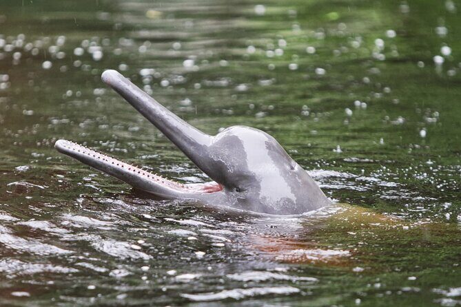 3-Day All Inclusive Guided Jungle Tour from Iquitos at Maniti Eco-Lodge - Day 2 sunrise animal time: start early for a reason