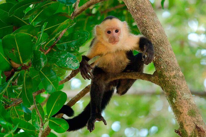 4 Day Tambopata Jungle Tour with Local Guide - Key highlights at a glance
