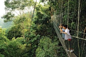 4 Day Tambopata Jungle Tour with Local Guide - Day 1 in Tambopata: canopy views, zip line, kayak, monkeys, and caimans after dark