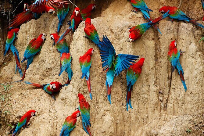 4 Day Tambopata Jungle Tour with Local Guide - Price and value: what $360 buys over 4 days