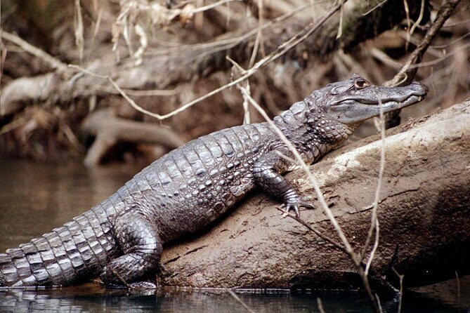 4 Day Tambopata Jungle Tour with Local Guide - Who should book this Tambopata tour, and who should pause