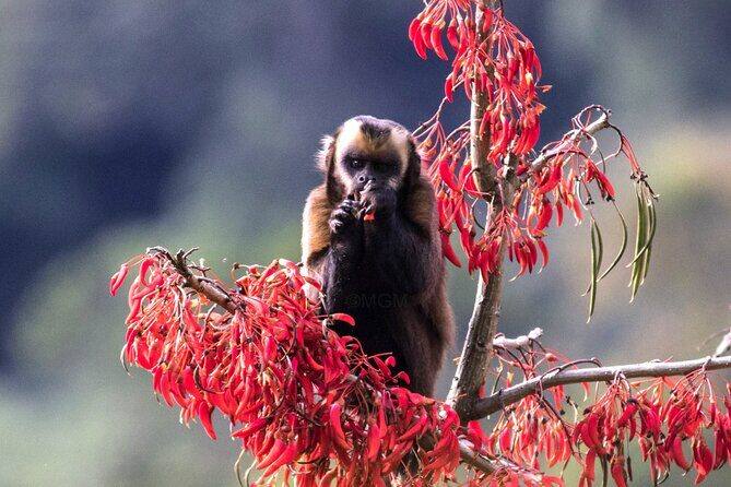 4 Day Tour to the Manu National Park - First Moments: Cusco to Pilcopata, then Paucartambo’s cloud-forest culture