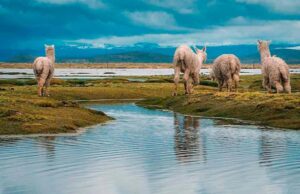 Adventure Day in Arequipa: Pillones Waterfall + Rock Forest - Getting Started in Arequipa: Pickup, Chachani Views, and Pampa de Arrieros