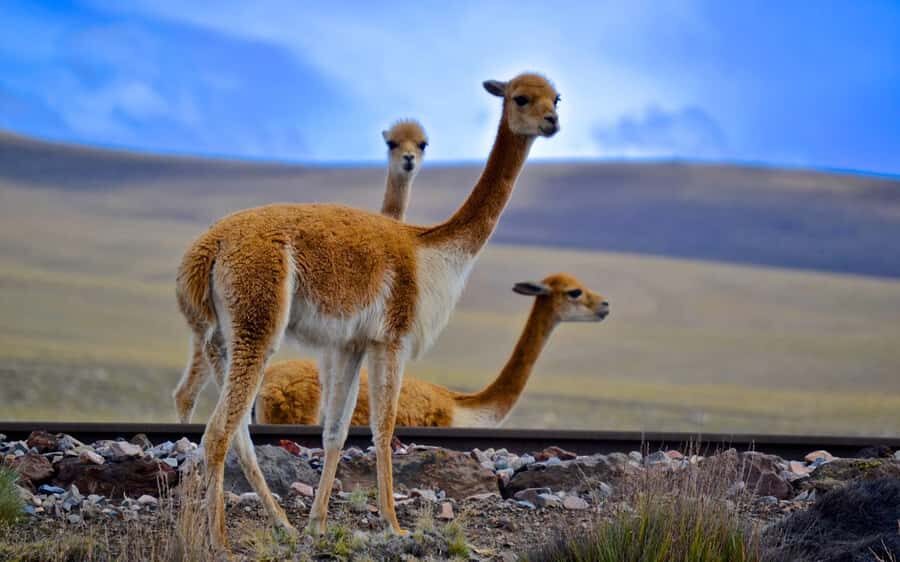 Adventure Day in Arequipa: Pillones Waterfall + Rock Forest - Puruña Stone Forest: Otherworldly Rock Shapes You’ll Want to Walk Through