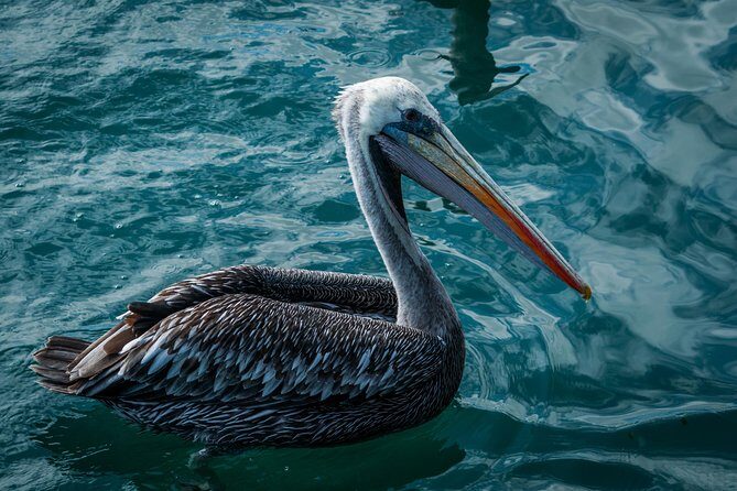 Ballestas island & Paracas reserve from PISCO CRUISESHIP TERMINAL - What to pack (and what to do before you leave)