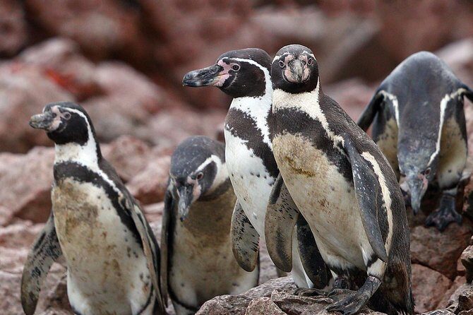 Ballestas island & Paracas reserve from PISCO CRUISESHIP TERMINAL - Should you book this Ballestas and Paracas cruise excursion?
