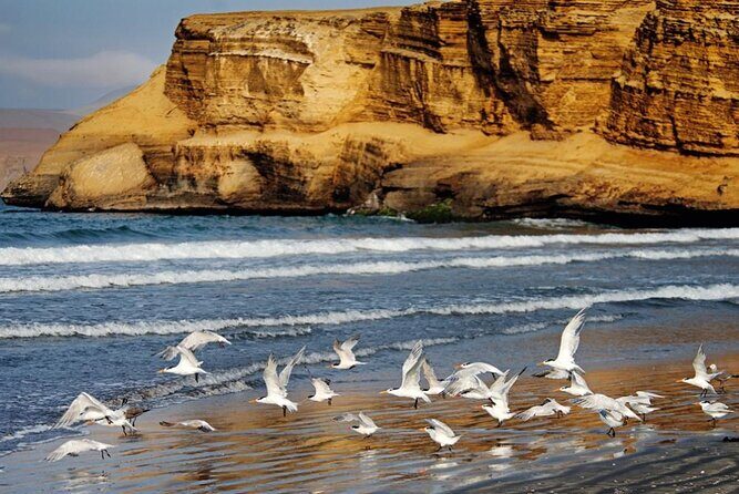 Ballestas Islands & National Reserve of Paracas from Ica - Paracas National Reserve: Mirador Istmo, Playa Roja, and the Lagunillas swim