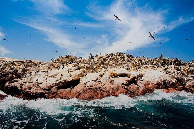 Ballestas Islands & National Reserve of Paracas from Ica - Price and value: what’s included and what can cost extra
