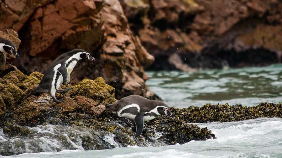 Ballestas Islands & Paracas National Reserve from Paracas - The Ballestas Islands Boat Cruise: Penguins, Sea Lions, and Seabirds at Speed