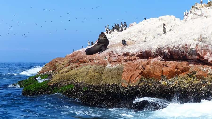 Ballestas Islands & Paracas National Reserve from Paracas - FAQ