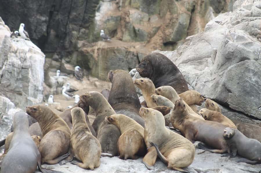 Callao: Swimming with Sea Lions Palomino Islands Boat Tour - Should you book Callao sea lions at Palomino Island?