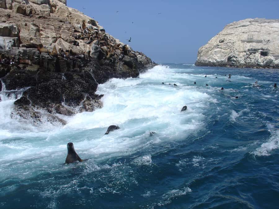 Callao: Swimming with Sea Lions Palomino Islands Boat Tour - Meeting at El Mirador and the sail through El Camotal