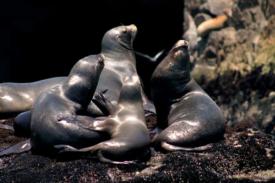 Callao: Swimming with Sea Lions Palomino Islands Boat Tour - Cold water, sea-sickness risk, and boat comfort you should expect