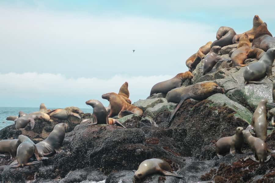 Callao: Swimming with Sea Lions Palomino Islands Boat Tour - What to bring (and what to skip)