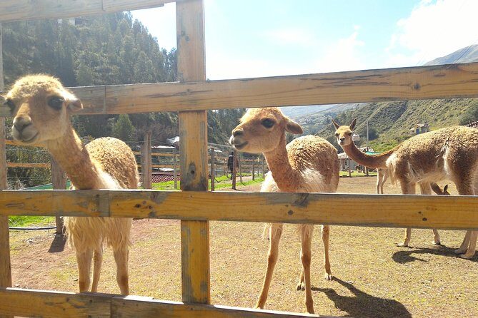 Cochahuasi Animal Sanctuary® Admission Ticket - Cochahuasi Animal Sanctuary: a close-up look with a rescue mission