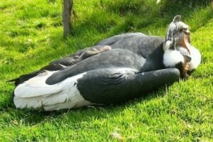 Cochahuasi Animal Sanctuary® Admission Ticket - Your visit length and pacing (from quick stop to unhurried walk)