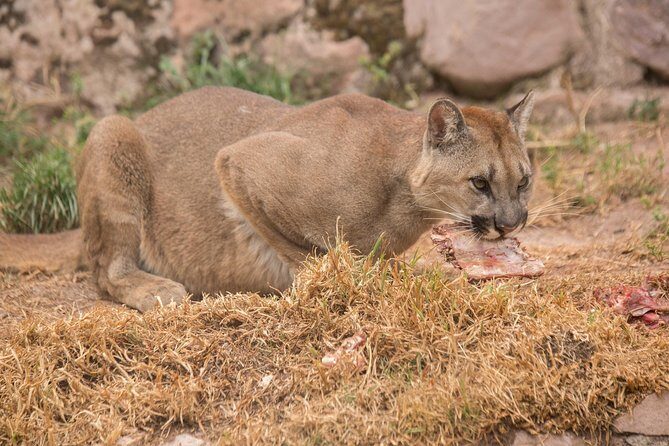 Cochahuasi Animal Sanctuary® Admission Ticket - What makes this visit meaningful (and how to read the signs on-site)