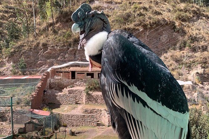 Cochahuasi Animal Sanctuary® Admission Ticket - Is it really a sanctuary? Handling the hard questions fairly