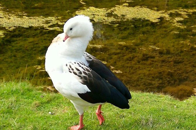 Cochahuasi Animal Sanctuary® Admission Ticket - Transportation from Cusco: don’t wing it