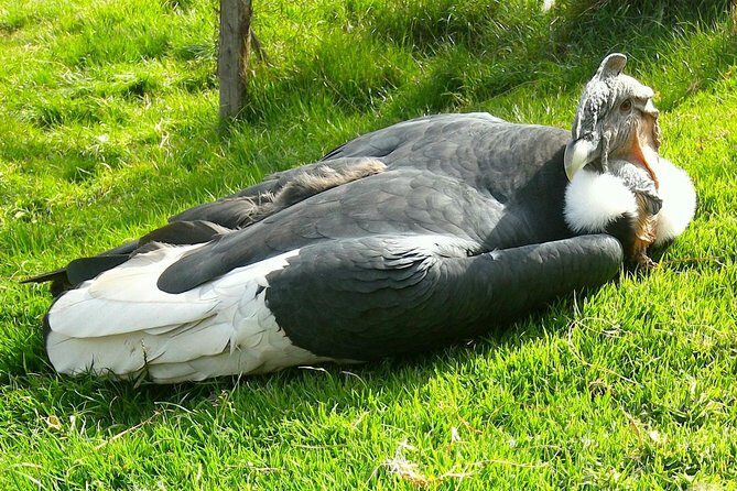 Cochahuasi Animal Sanctuary® Admission Ticket - Your visit length and pacing (from quick stop to unhurried walk)
