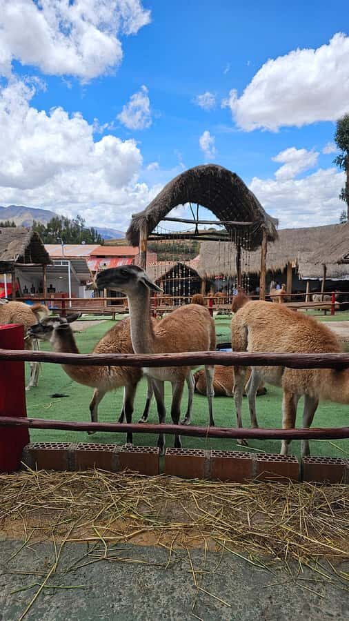 Cusco: Alpaca and Llama Farm Tour w/ Transfer & Weaving Demo - From Cusco bustle to a farm visit that actually feels close to town