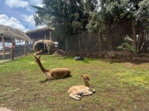 Cusco: Alpaca and Llama Farm Tour w/ Transfer & Weaving Demo - Hotel pickup and the Manos de la Comunidad guided tour