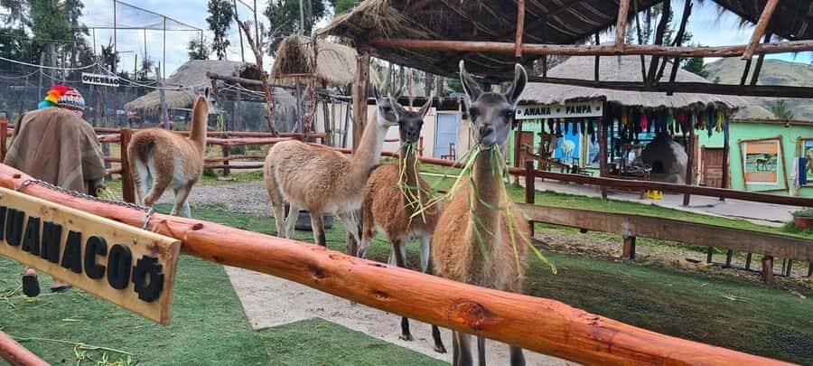 Cusco: Alpaca and Llama Farm Tour w/ Transfer & Weaving Demo - The camelid lineup: alpacas, llamas, vicuñas, and huanacos