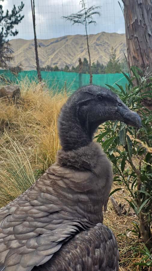 Cusco: Alpaca and Llama Farm Tour w/ Transfer & Weaving Demo - Feeding, photos, and why conservation context matters