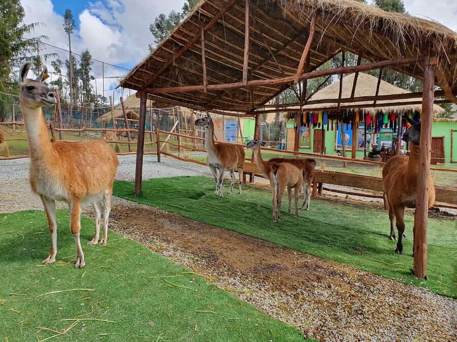 Cusco: Alpaca and Llama Farm Tour w/ Transfer & Weaving Demo - Price and value: why $34 can feel fair (or not)