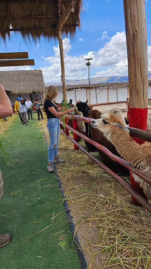 Cusco: Alpaca and Llama Farm Tour w/ Transfer & Weaving Demo - Guides, group energy, and accessibility (what you should plan around)
