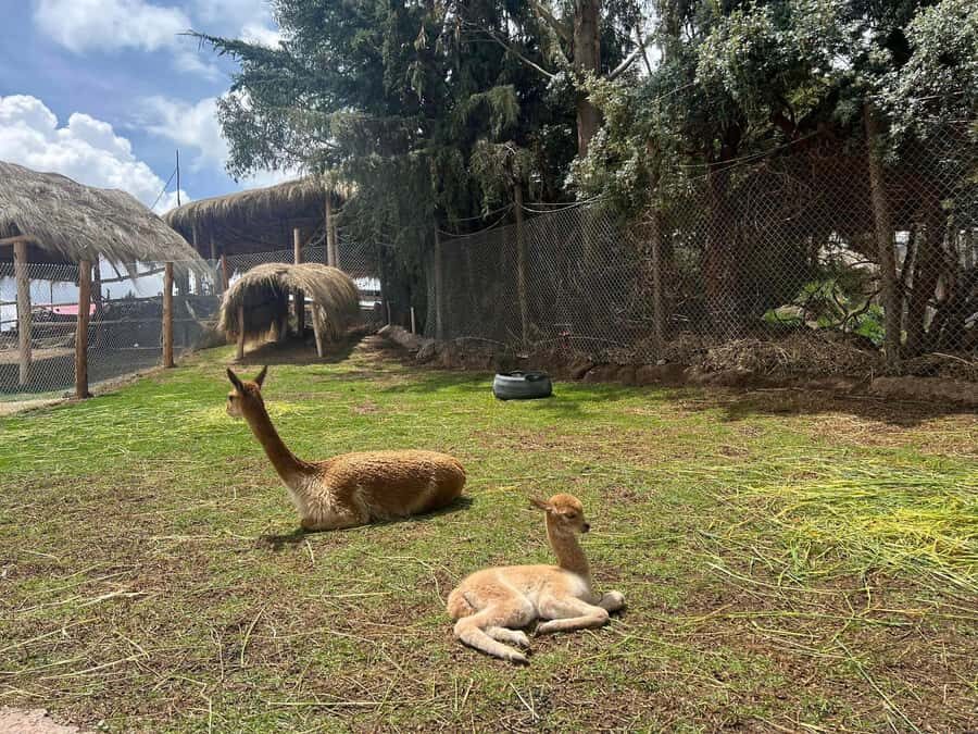 Cusco: Alpaca and Llama Farm Tour w/ Transfer & Weaving Demo - Hotel pickup and the Manos de la Comunidad guided tour