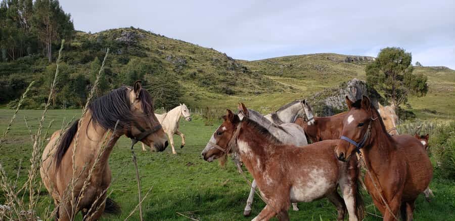 Cusco: Half-Day Horseback Riding at Devil's Balcony - Horsepower Near Sacsayhuamán: What Happens Before You Ride