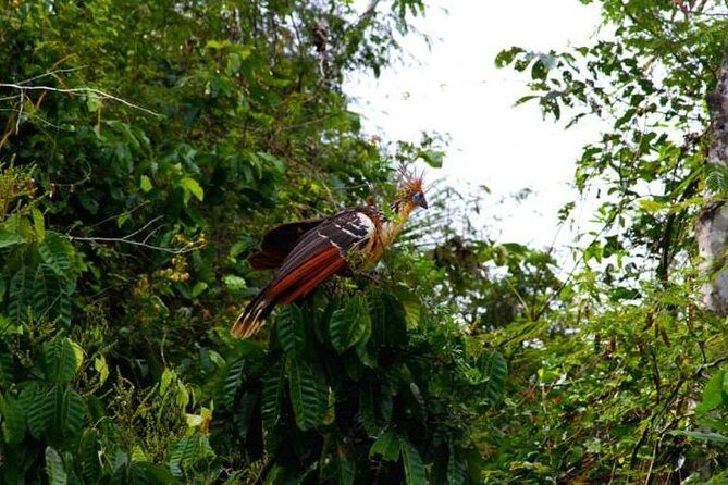 Eco Jungle 3 Days - 2 Nights - Key things I’d circle on your planner