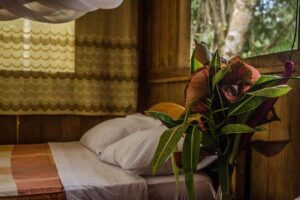 Eco Jungle 3 Days - 2 Nights - Tambopata National Reserve walk + Monkey Island near the Madre de Dios