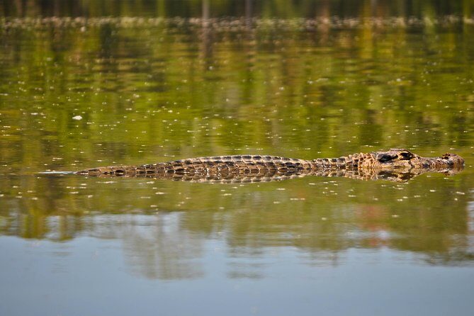 Eco Jungle 3 Days - 2 Nights - Night search for white alligators: bring the flashlight and keep your expectations flexible