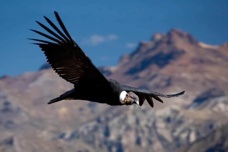 From Arequipa: Colca Canyon Full-Day Guided Tour with Meals - Cruz del Cóndor: How You Actually Spot Andean Condors