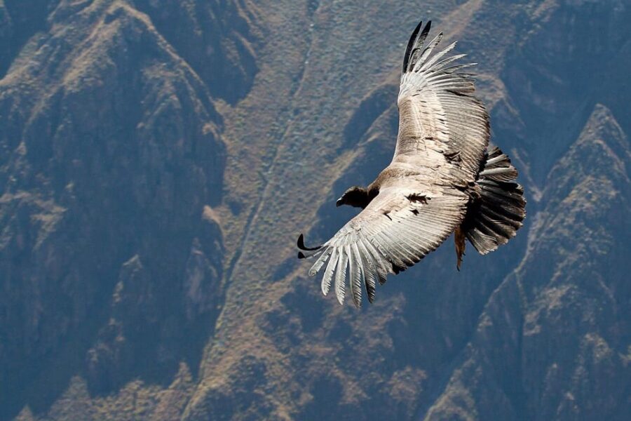 From Arequipa: Full Day Tour of Colca Canyon with Meals - Chacapi thermal baths: the best mid-day reset