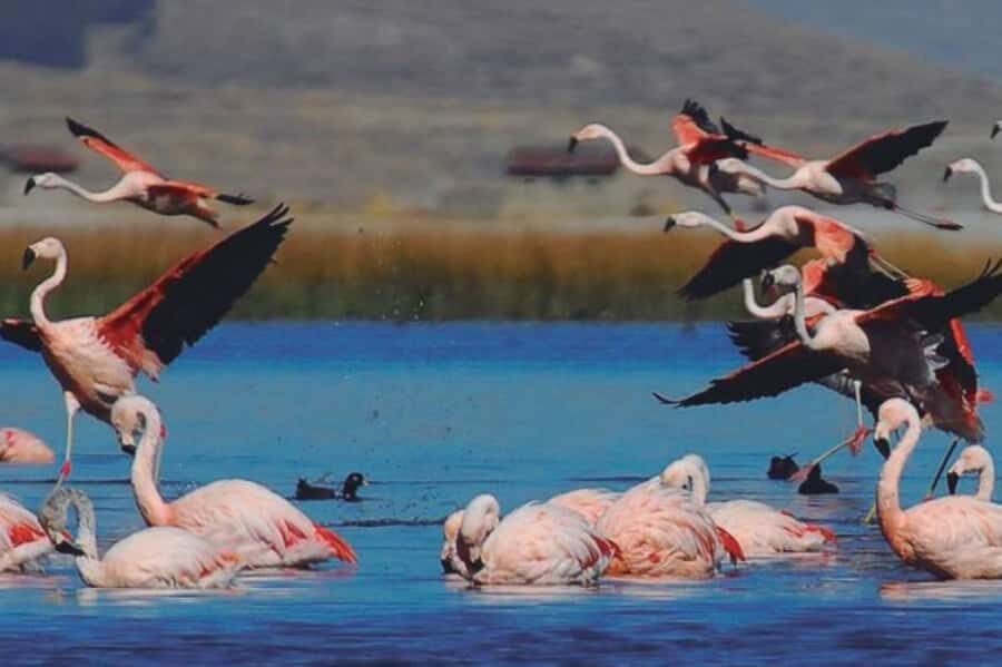 From Arequipa: Salinas Lagoon Full-Day Trip with Hot Springs - Photography, Wildlife, and How to Make the Most of Limited Lagoon Time