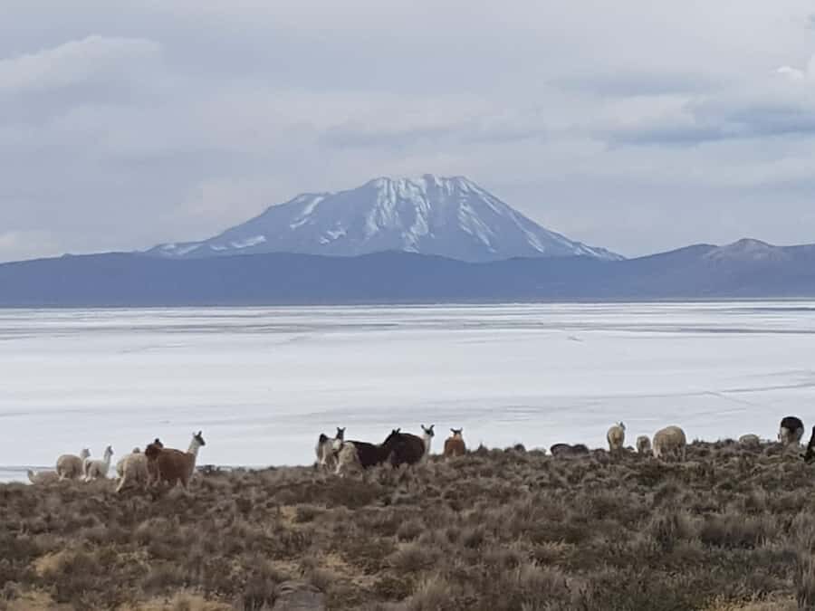From Arequipa: Salinas Lagoon Full-Day Trip with Hot Springs - Chiguata Main Square Breakfast and Alto Simbral’s 4200 m Plant Stop