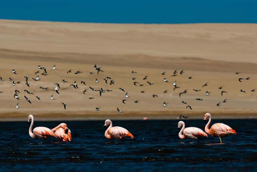 From Arequipa: Salinas Lagoon Full-Day Trip with Hot Springs - Salinas Lagoon at 4300 m: Flamingos, Water Mirrors, and Volcano Views