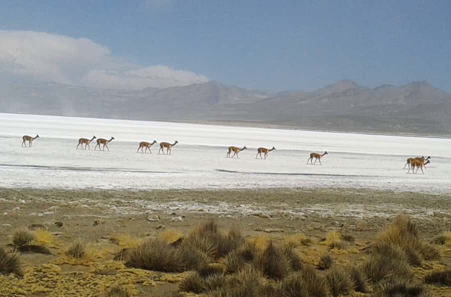 From Arequipa: Salinas Lagoon Full-Day Trip with Hot Springs - Price and Value: Is $49 a Good Deal?