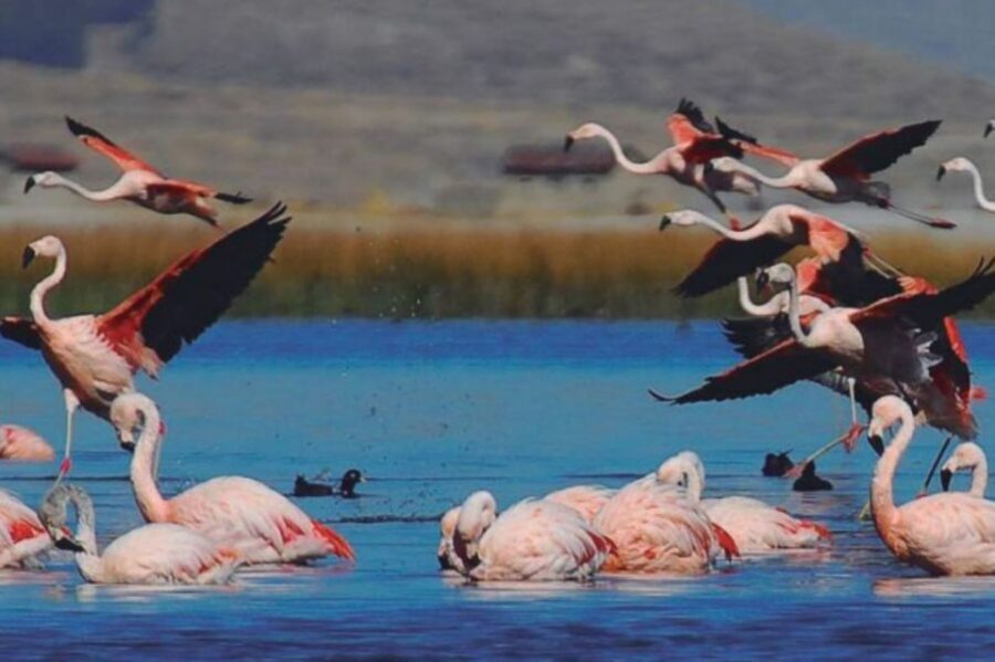 From Arequipa: Salinas Lagoon Full-Day Trip with Hot Springs - Altitude Reality Check: How to Prevent Headaches