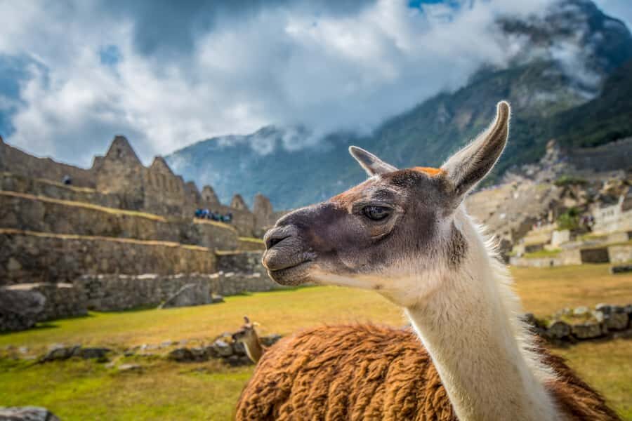 From Cusco: Machu Picchu Full-Day Guided Tour - Who This Tour Fits Best