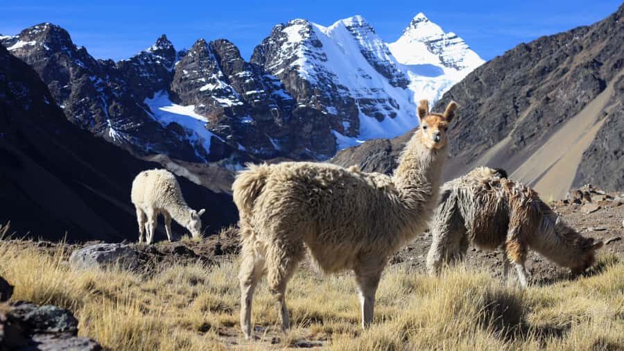 From Cusco: Rainbow Mountain Trek - Price and What’s Included for Around $61: Good Value, Watch the Extras