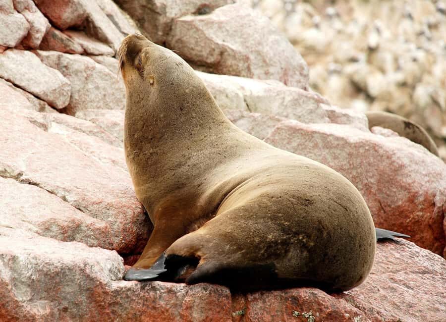 From Lima: Ballestas Islands and Huacachina Sunset Day Trip - Paracas Port Timing: Waiting Is Part of the Deal