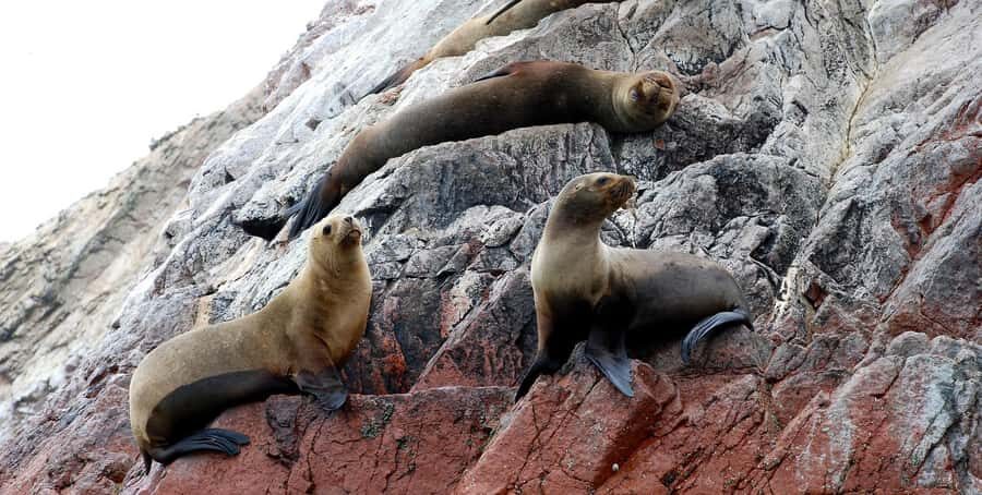 From Lima: Ballestas Islands and Huacachina Sunset Day Trip - Ballestas Islands by Boat: Where You Actually See the Wildlife